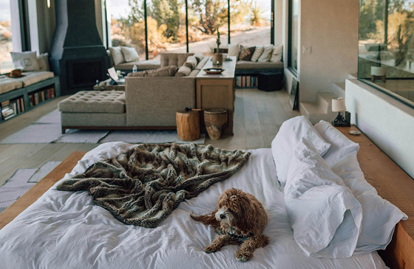 Dog on a bed Dog on a Bed